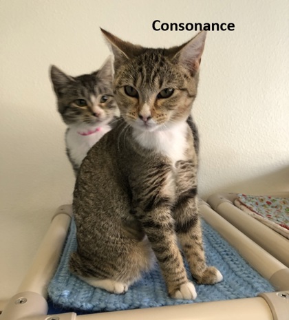 Consonance
