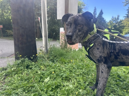 Beau, 3
