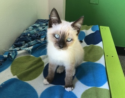 Kitten