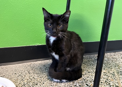 Mittens
