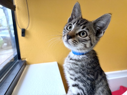 Paws & Claws Pet Grooming
