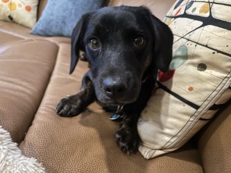Kimber