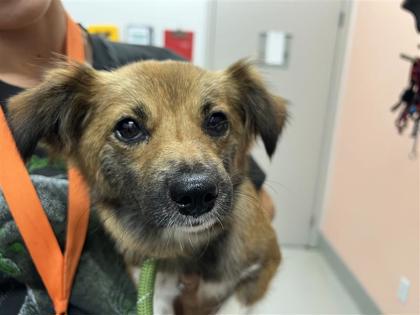 How Do I Give My Dog Up for Adoption: A Compassionate Guide