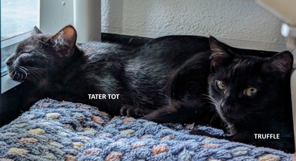 Photo of Truffle