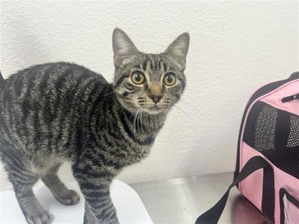 Mowgli