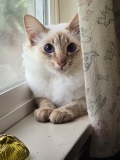 Serafina, 2