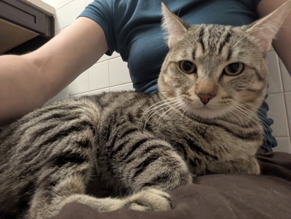 Bootsie