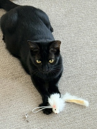 Sherlock, 3