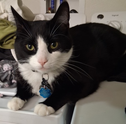 Felix, 2