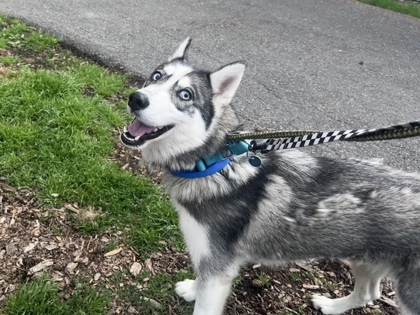 Janja