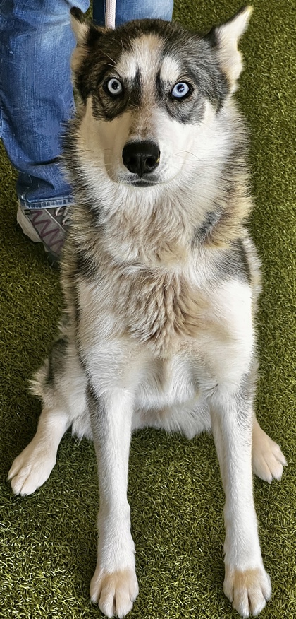 Janja, 2
