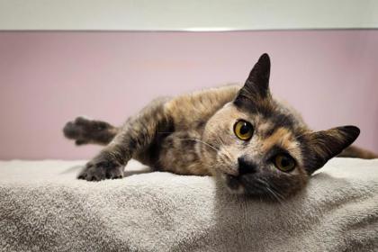 Nala