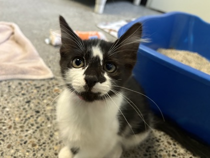 Darla