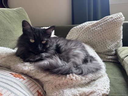 Rye
