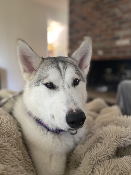 Nilla, 3