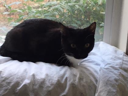Luna, 2