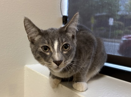 Photo of Ottis