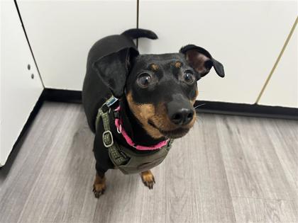 Ari