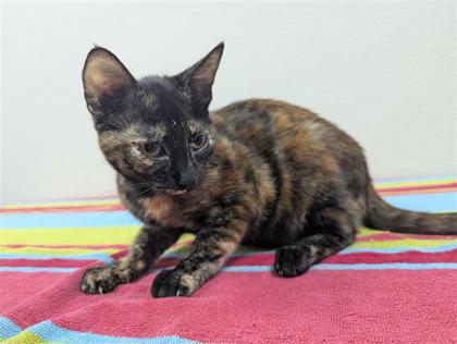 Dulcinea