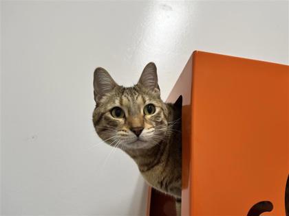 Tosha, 3