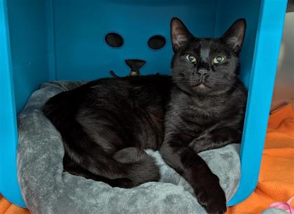 Bebe
