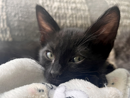 Caspian