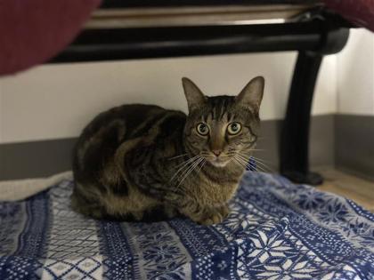 Ozzie