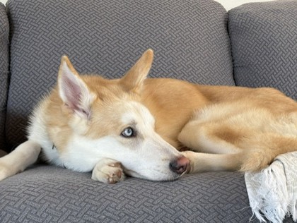 Coyote