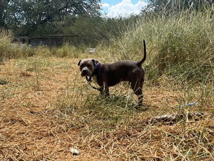 Benny, 2