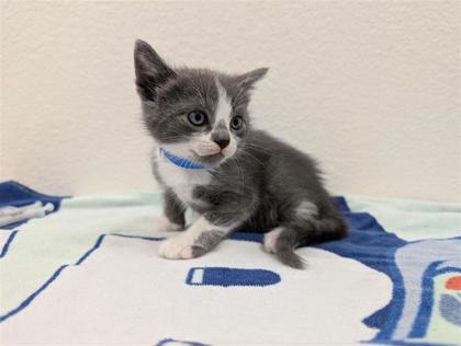 Sokka