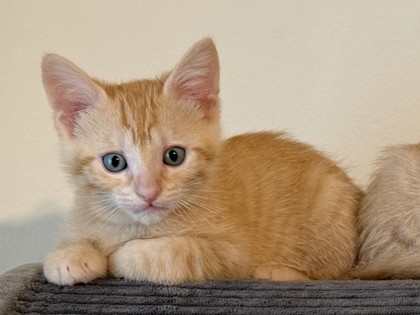 Oscar