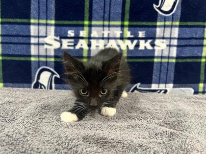 Paws Adoptable Cats: Find Your Perfect Furry Friend Today