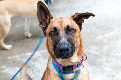 Where to Adopt a Dog near Me: Top Local Shelters to Visit Today