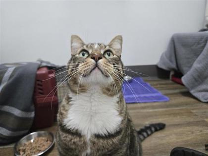 Felix