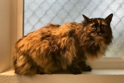 Phyllis