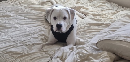 Cosmo, 2