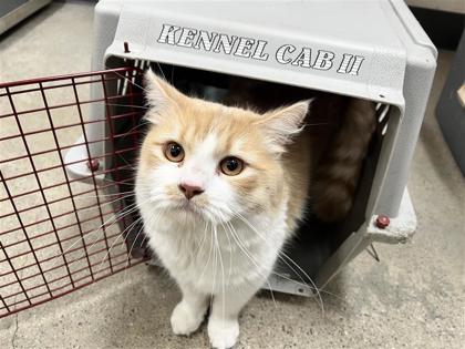 Mister Mimi, 3
