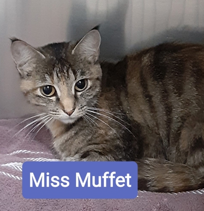 Miss Muffet, 3