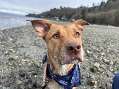 Daphne