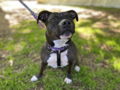 Rosie