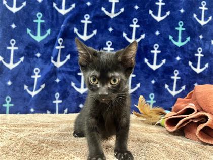 Paws Adoptable Cats: Find Your Perfect Furry Friend Today