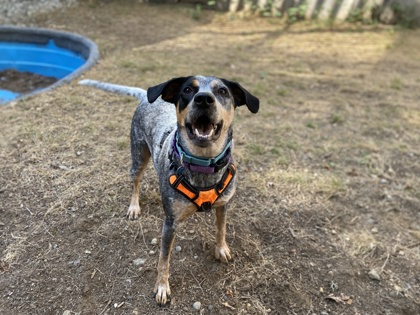 Pepper