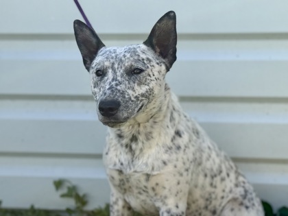 Otis, 2
