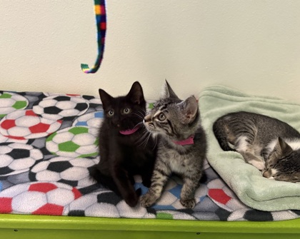 Sally, 3
