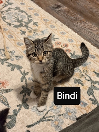 Bindi, 2