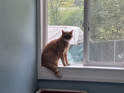Photo of Gilligan
