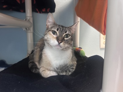 Daphne