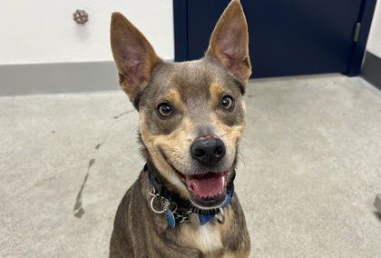 Dingo