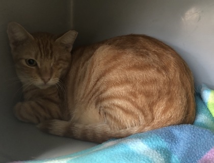 Garfield
