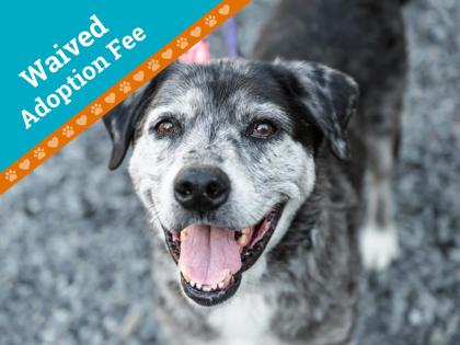 Bonzai